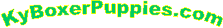 KyBoxerPuppies.com
